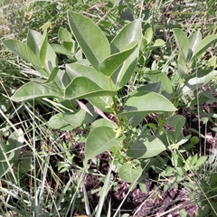 Vangueria venosa