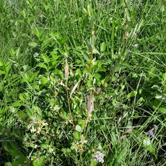 Cryptolepis oblongifolia