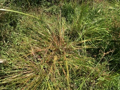 Juncus prismatocarpus