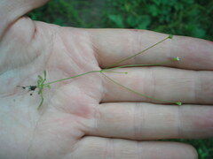Androsace filiformis