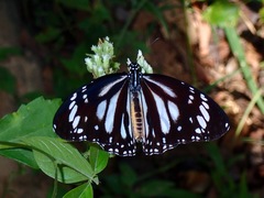 Danaus melanippus edmondii