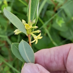 Cryptolepis oblongifolia