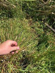 Juncus prismatocarpus