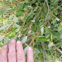 Cryptolepis oblongifolia