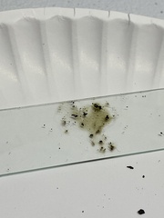 Hypoxylon perforatum