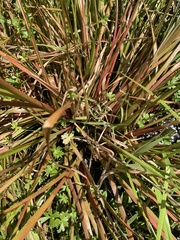 Juncus prismatocarpus