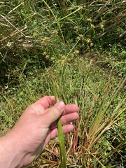 Juncus prismatocarpus
