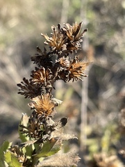 Hazardia squarrosa grindelioides