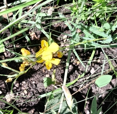 Chamaecrista mimosoides