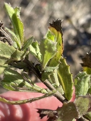 Hazardia squarrosa grindelioides