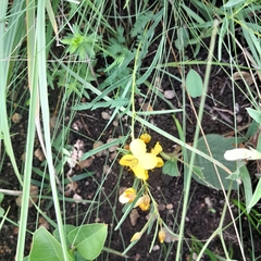 Chamaecrista mimosoides