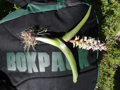 Lachenalia
