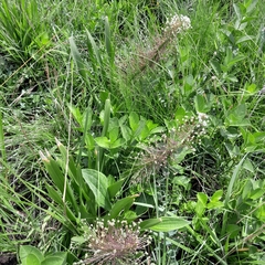 Schizocarphus nervosus