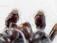 Chalcoscirtus karakurt