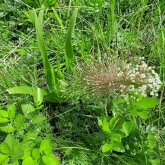 Schizocarphus nervosus