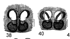 Chalcoscirtus karakurt