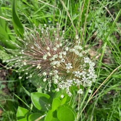 Schizocarphus nervosus