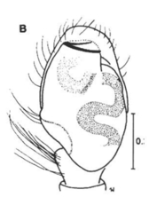 Chalcoscirtus karakurt