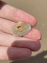 Macomona deltoidalis