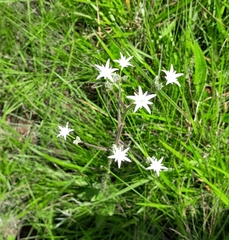 Alepidea peduncularis