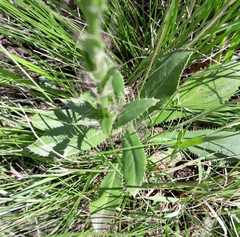 Alepidea peduncularis