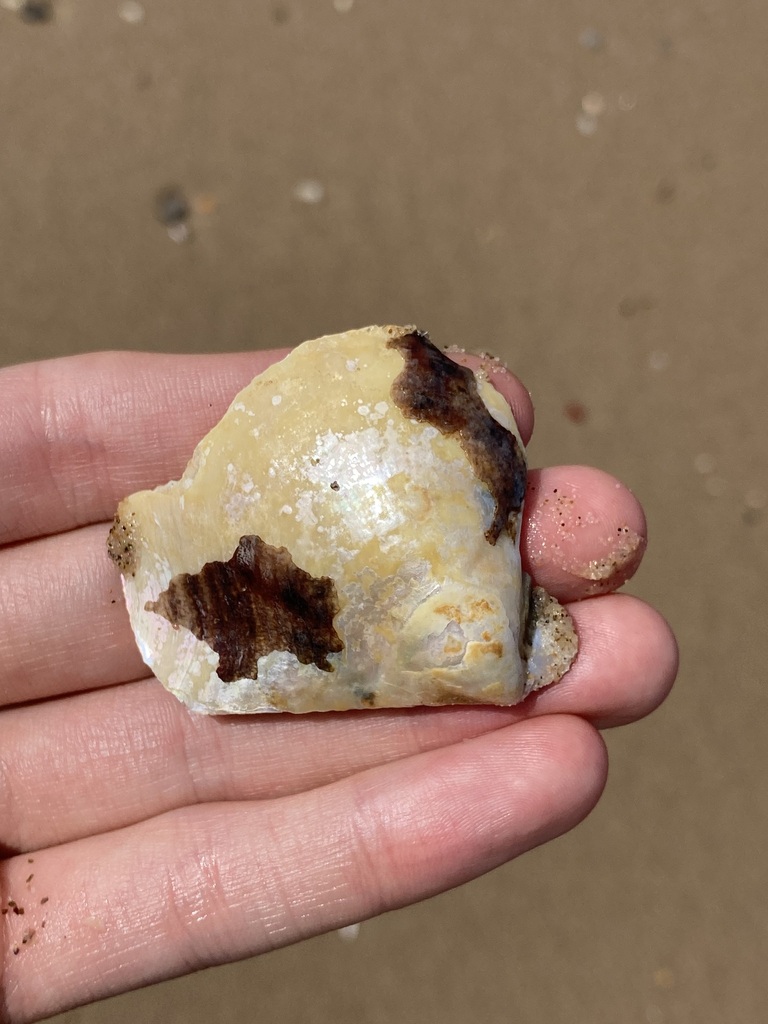 Spotted Pearl Oyster