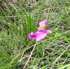 Sphenostylis angustifolia