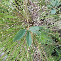 Sphenostylis angustifolia