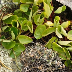 Piperales