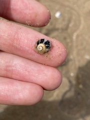 Austrocochlea porcata