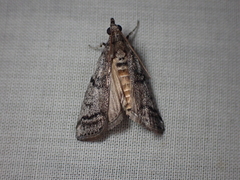 Heteromicta pachytera