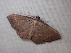 Chrysolarentia microcyma