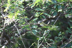 Apalis flavida