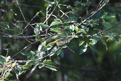 Apalis flavida