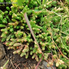 Sedum moranense