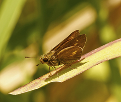 Parnara amalia