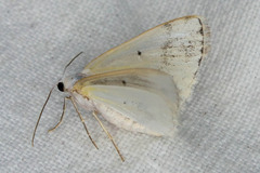 Lomographa temerata