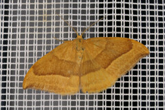 Watsonalla cultraria