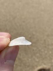 Tugali parmophoidea