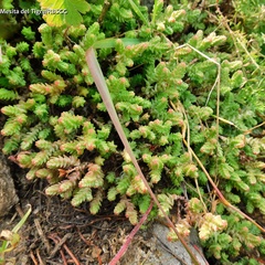 Sedum moranense