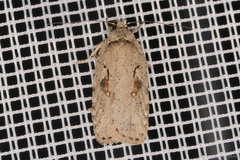 Agonopterix ocellana
