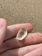Tugali parmophoidea