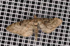 Eupithecia tantillaria