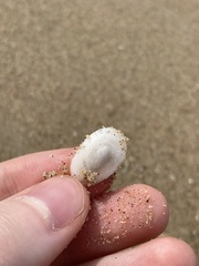 Tugali parmophoidea