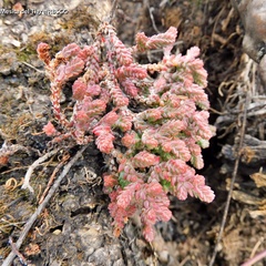 Sedum moranense