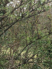 Cercotrichas leucophrys