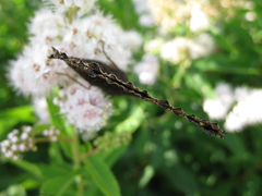 Nymphalis xanthomelas