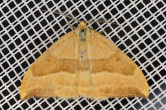 Watsonalla cultraria