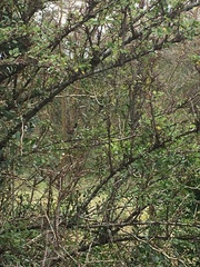 Cercotrichas leucophrys