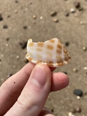 Phalium areola